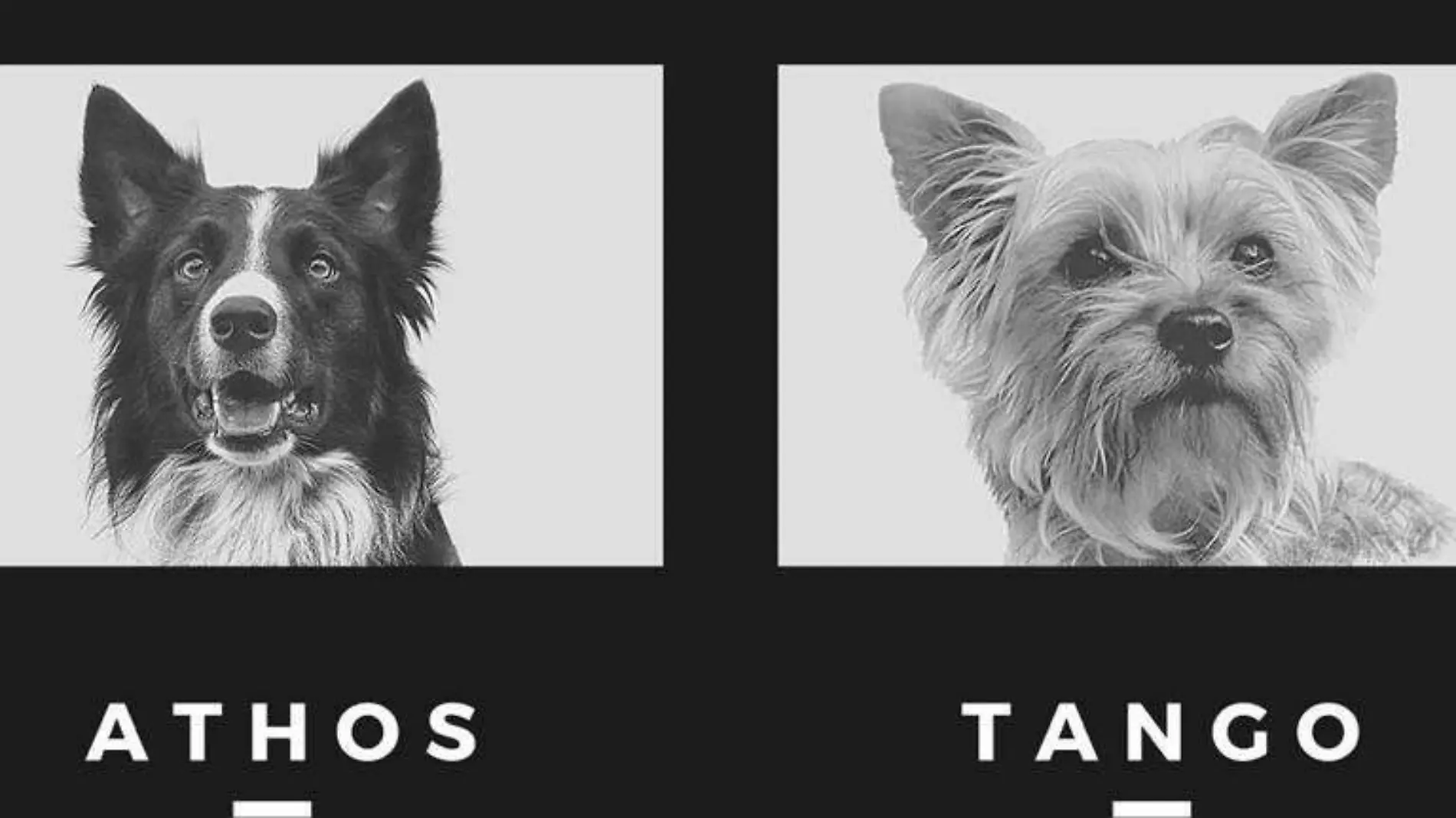 Athos y Tango_ ¿Cómo murieron los perritos rescatistas asesinados en Querétaro-